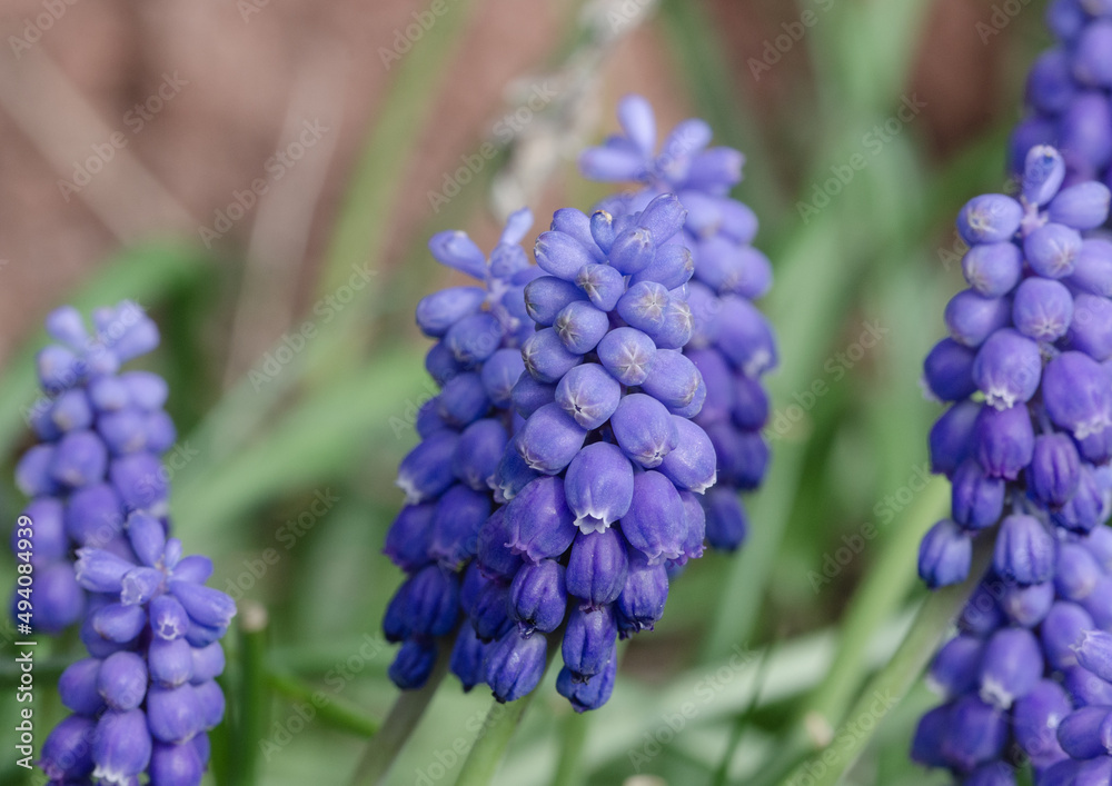  Traubenhyazinthen sind krautige, ausdauernde Pflanzen mit kleinen eiförmigen Blumenzwiebeln als Überdauerungsorgane