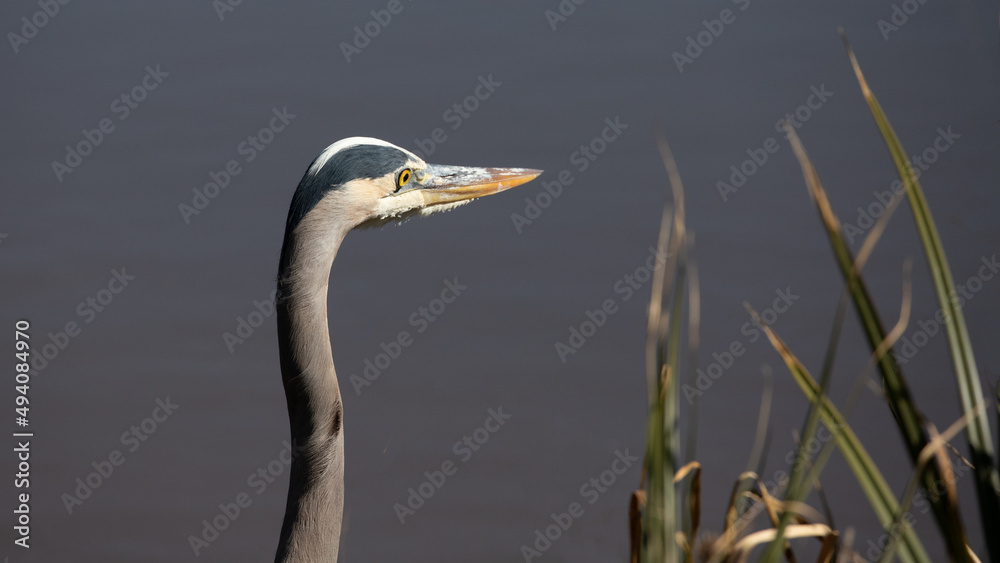 Great Blue Heron in Pismo Beach on the central coast of California United States Great Blue Heron in Pismo Beach on the central coast of California United States