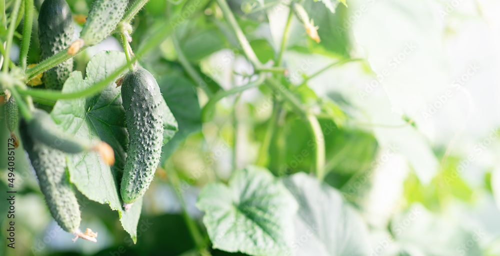 Cucumbers on a branch in a greenhouse, illuminated by the sun from the side