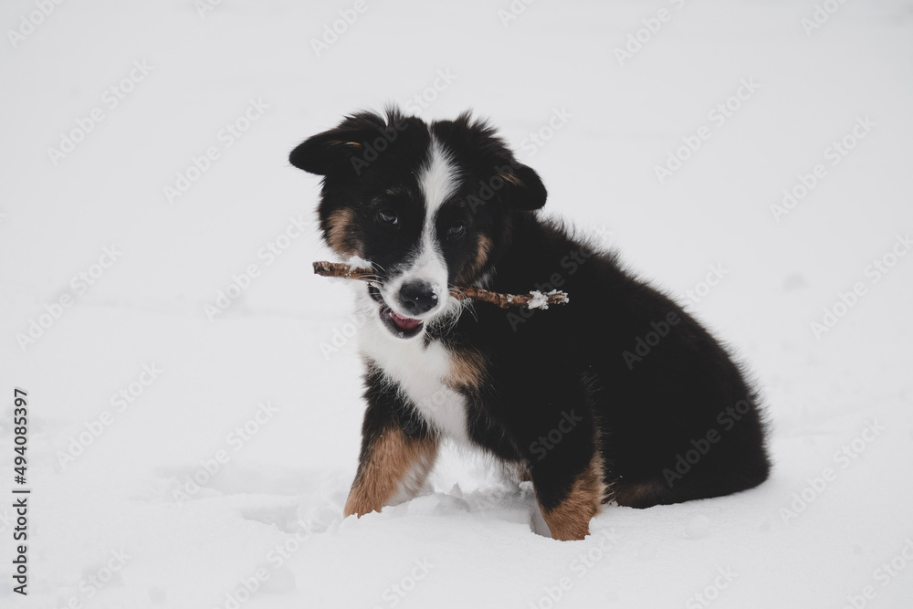 Fototapeta premium bernese mountain dog