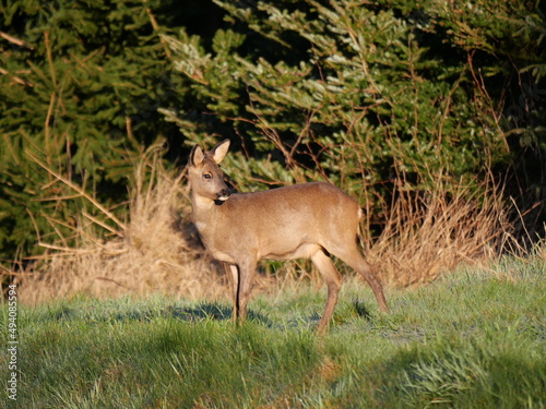 Fototapeta Naklejka Na Ścianę i Meble -  roe deer in morning spring sun 