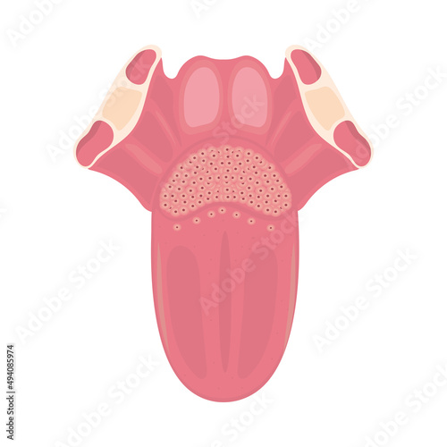 tongue human body part