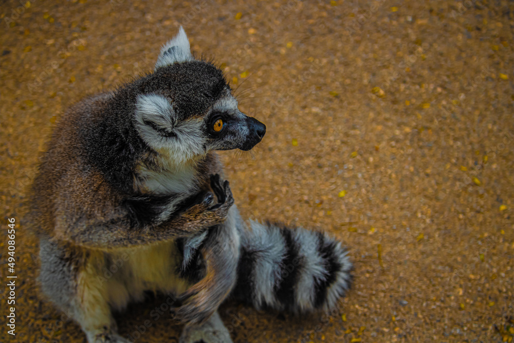 Obraz premium lemur sitting on the ground