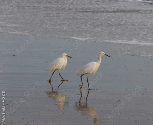White herons on a beacha photo
