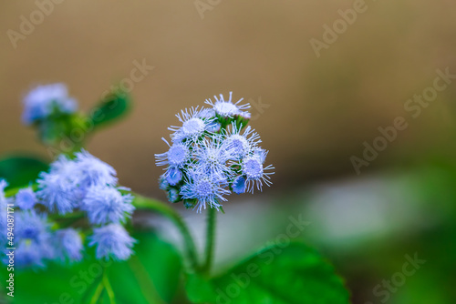 Selective focus shot of a blue mistflower or conoclinium coelestinum photo