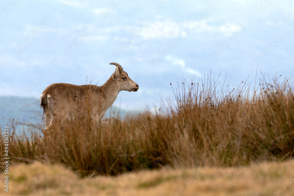 Obraz premium female mountain goat on the grass