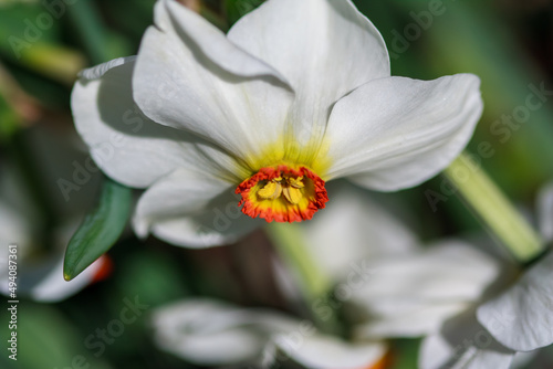 Closeup shot of a blooming narcissus poeticus photo