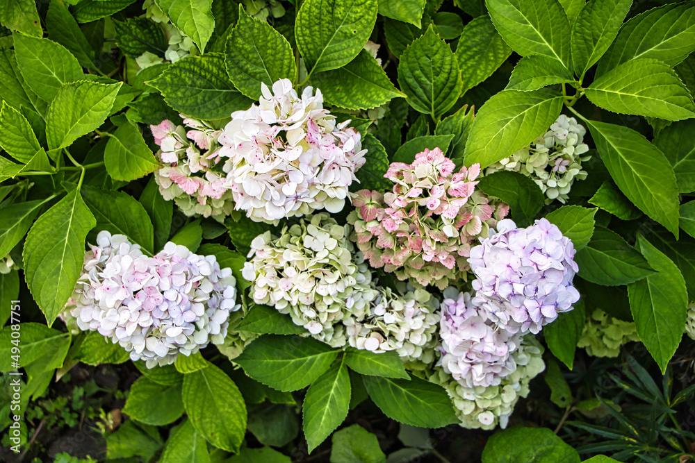 Gartenhortensie Strauch in verschiedenen Sommertönen Gartenhortensie Strauch in verschiedenen Sommertönen