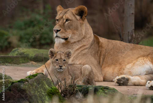lion cub and lioness mother and son