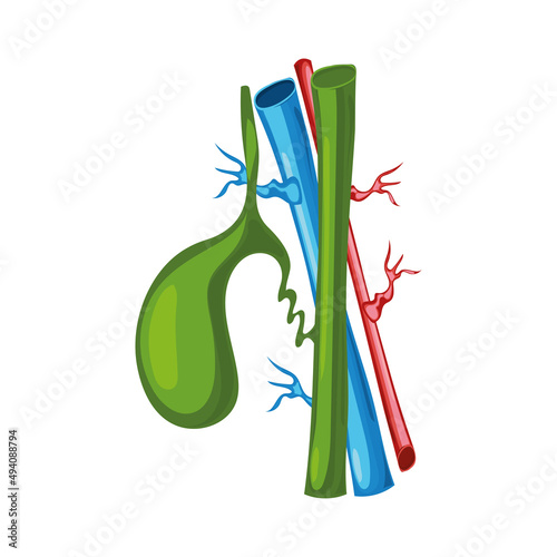 gallbladder human body part