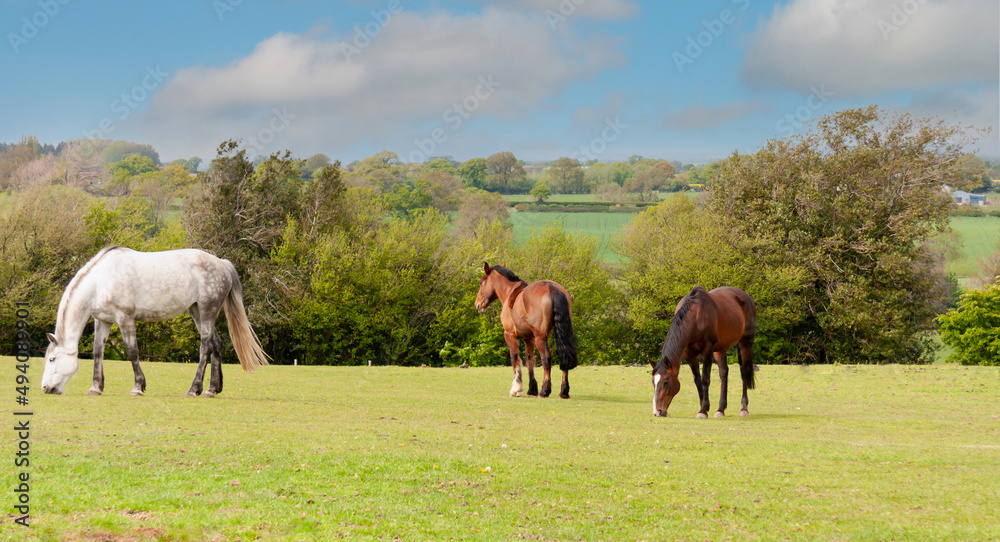 Three horses graze together in their field in rural Shropshire , enjoying each other’s company and loving the big grassy field .