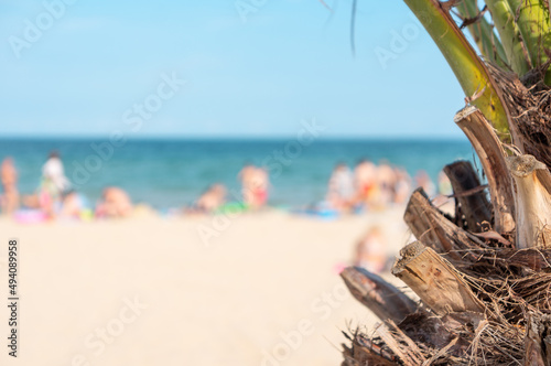 Palm branches close up on a sandy beach background