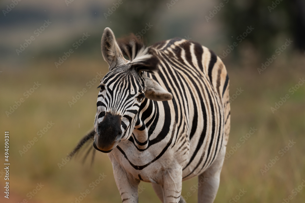 tame striped Zebra in the wild walking and shaking its head to fend off the flies. taken in Rietvlei nature reserve in South Africa tame striped Zebra in the wild walking and shaking its head to fend off the flies. taken in Rietvlei nature reserve in South Africa