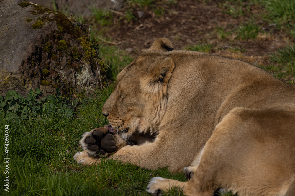 A lion lies comfortably in the grass and looks at the visitors of his territory. What a majestic animal this big cat is. A lion lies comfortably in the grass and looks at the visitors of his territory. What a majestic animal this big cat is.