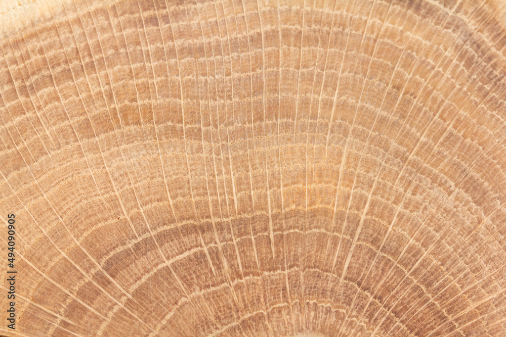 Fototapeta premium Jahresringe einer Eiche Nahaufnahme