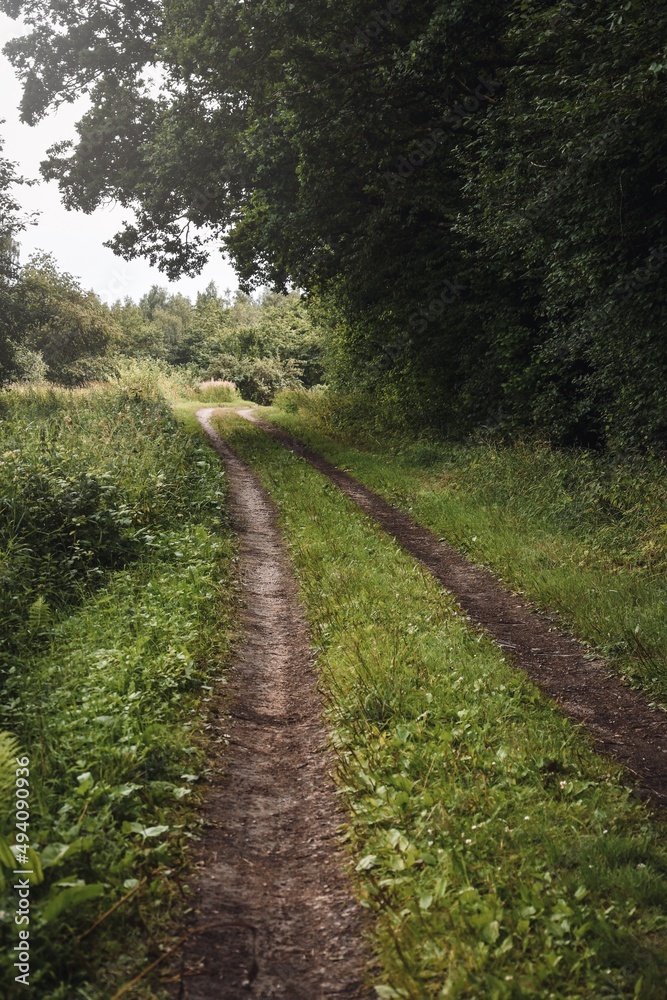 Fototapeta premium Landscape photo of a small road in the forest