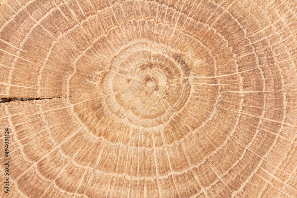Fototapeta premium Jahresringe einer Eiche Nahaufnahme