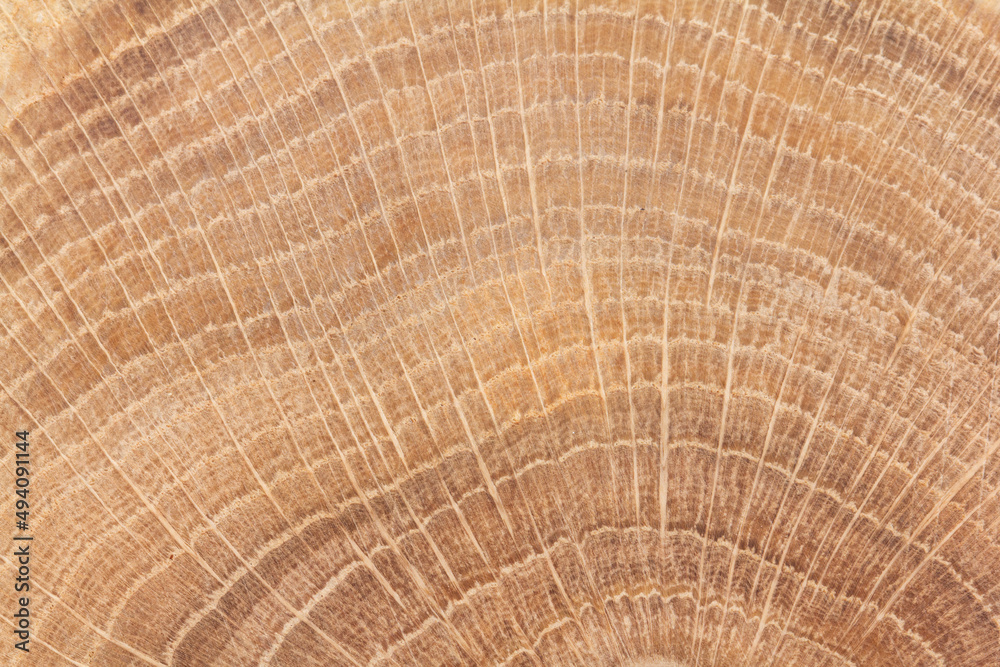 Fototapeta premium Jahresringe einer Eiche Nahaufnahme