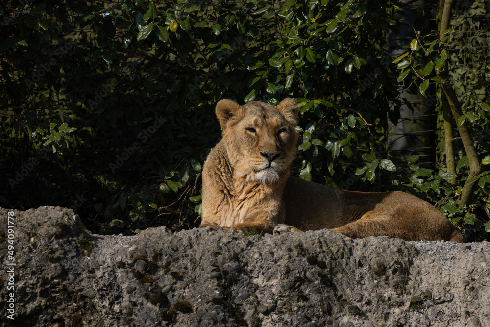 Two lions lie on the rock and look out for other animals to hunt. A wonderful creature that is mostly found in southern Africa such as Tanzania, South Africa or Botswana. Two lions lie on the rock and look out for other animals to hunt. A wonderful creature that is mostly found in southern Africa such as Tanzania, South Africa or Botswana.