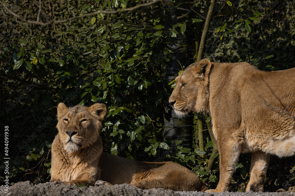 Two lions lie on the rock and look out for other animals to hunt. A wonderful creature that is mostly found in southern Africa such as Tanzania, South Africa or Botswana. Two lions lie on the rock and look out for other animals to hunt. A wonderful creature that is mostly found in southern Africa such as Tanzania, South Africa or Botswana.
