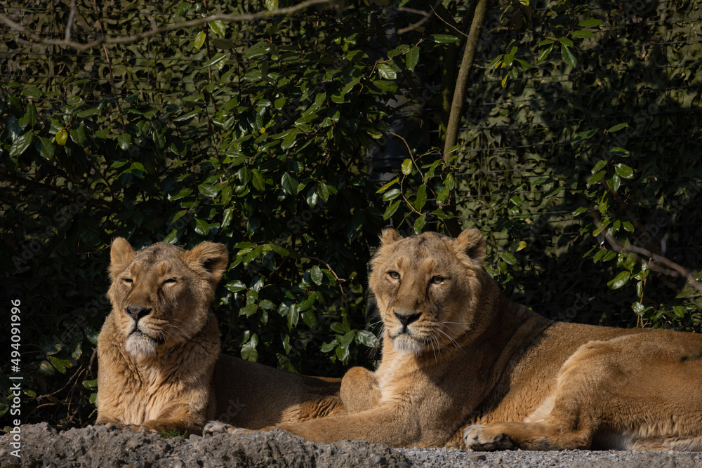 Obraz premium Two lions lie on the rock and look out for other animals to hunt. A wonderful creature that is mostly found in southern Africa such as Tanzania, South Africa or Botswana.