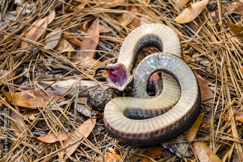 Eastern Hognose Snake Playing Dead - Heterodon platirhinos photo