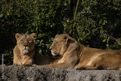 Two lions lie on the rock and look out for other animals to hunt. A wonderful creature that is mostly found in southern Africa such as Tanzania, South Africa or Botswana.