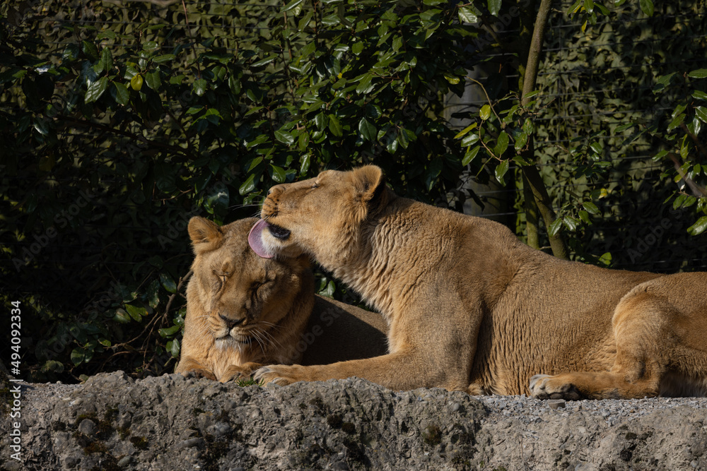 Two lions are preening each other on a rock and it looks like they love each other very much. They could also be siblings. The lions are very much in danger of extinction. Two lions are preening each other on a rock and it looks like they love each other very much. They could also be siblings. The lions are very much in danger of extinction.