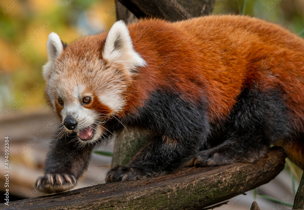 Obraz premium red panda in tree
