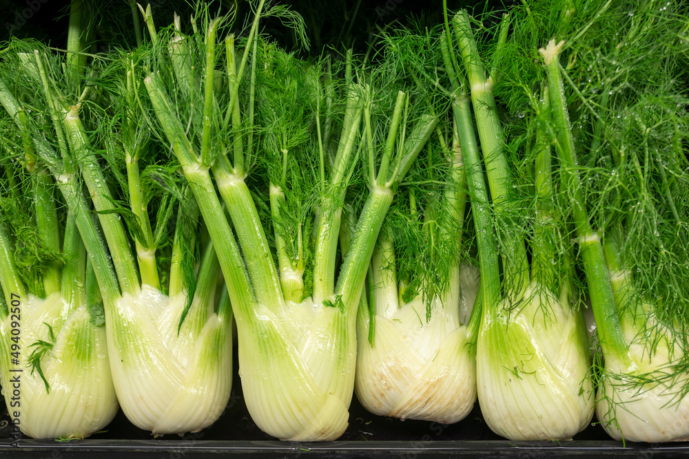 Fresh fennel for sale on super market shelf. The food is placed in refrigator with water mist applied to keep it fresh. Fresh fennel for sale on super market shelf. The food is placed in refrigator with water mist applied to keep it fresh.