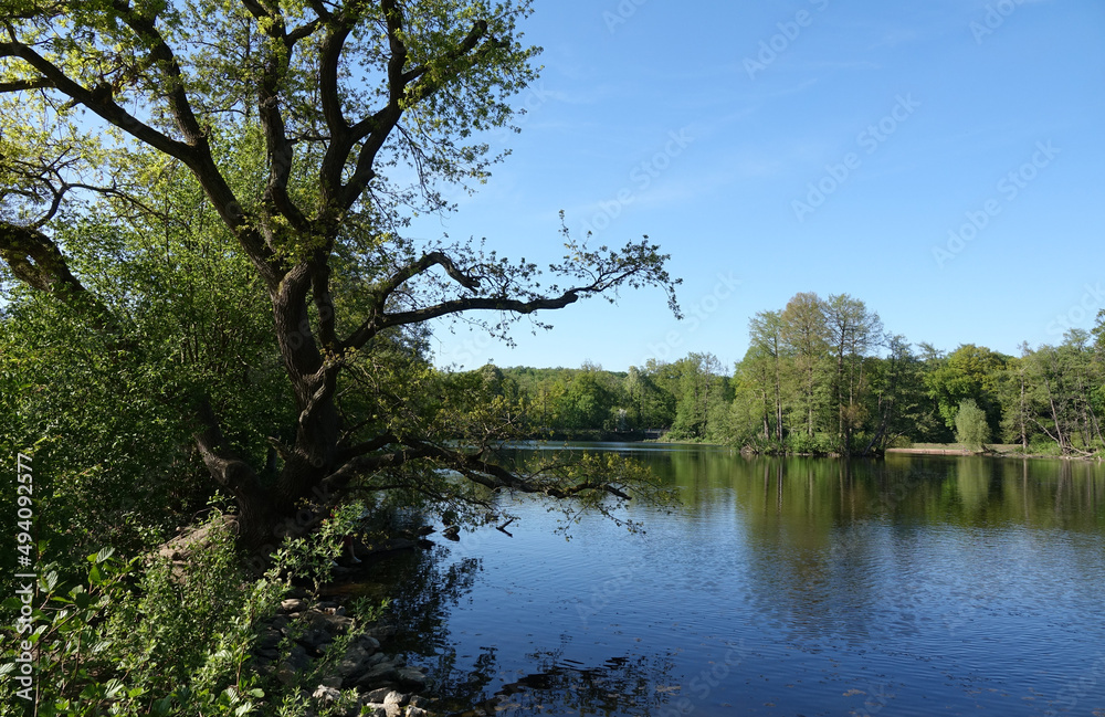 Steinbrücker Teich bei Darmstadt