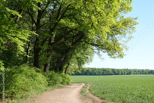 Weg am Waldrand photo