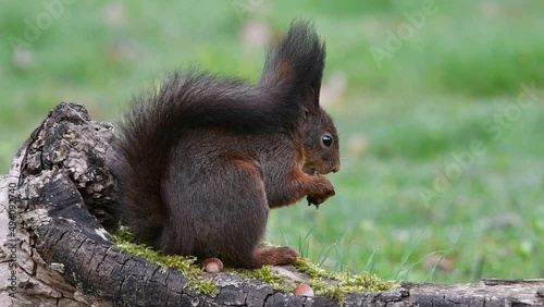 Cute Eurasian red squirrel (Sciurus vulgaris) with large ear-tufts eating hazelnut / nut from food cache hidden in tree stump in early spring photo