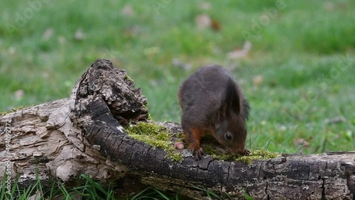 Eurasian red squirrel (Sciurus vulgaris) looking for hazelnuts in food cache hidden in tree stump photo