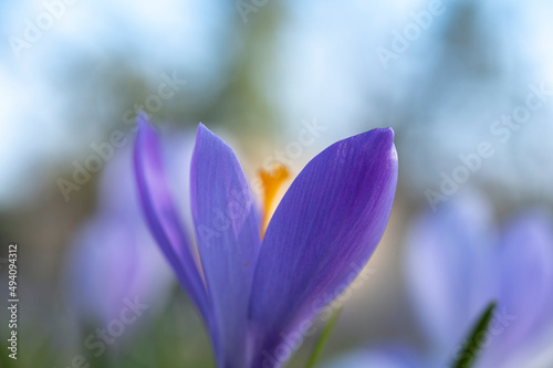 crocus violet © Pyc Assaut