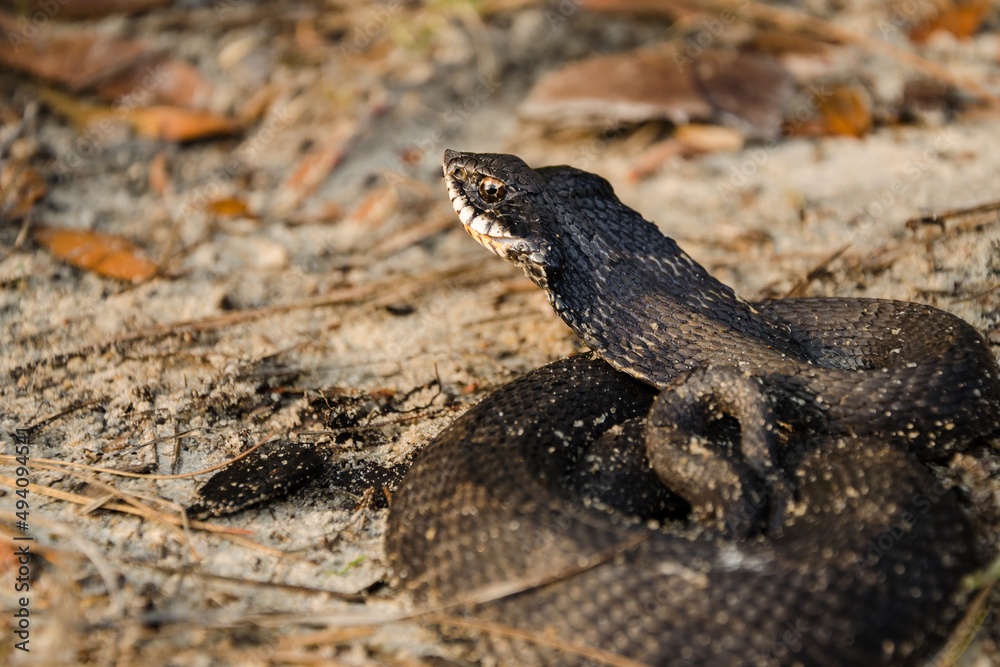 Fototapeta premium Eastern Hognose Snake showing it's Hood - Heterodon platirhinos