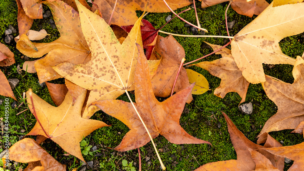 Fototapeta premium automnal feuille nature forêt jolie 