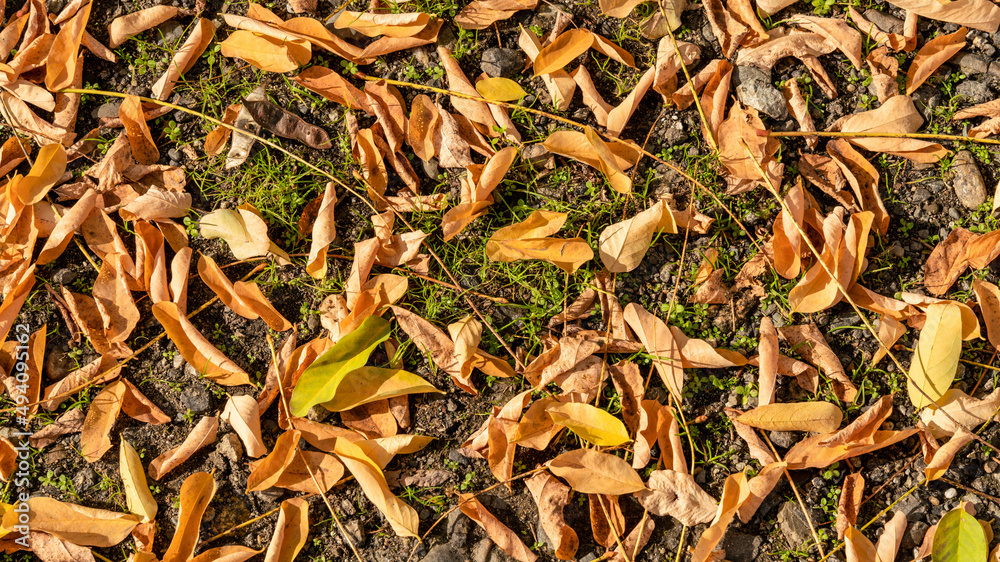 feuille vert forêt jolie a voir feuille vert forêt jolie a voir