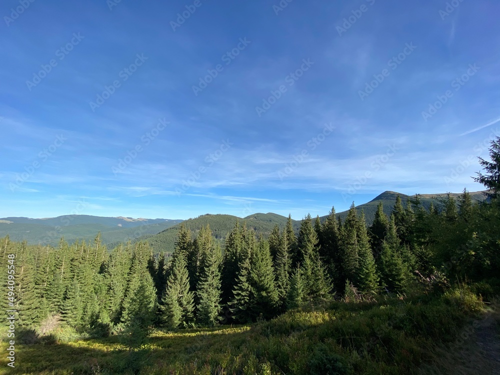 forest and mountains