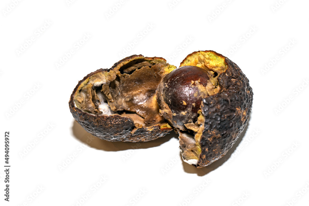 Rotten avocado with mold split in half. The avocado is spoiled. Rotten avocado fruit on white background Rotten avocado with mold split in half. The avocado is spoiled. Rotten avocado fruit on white background