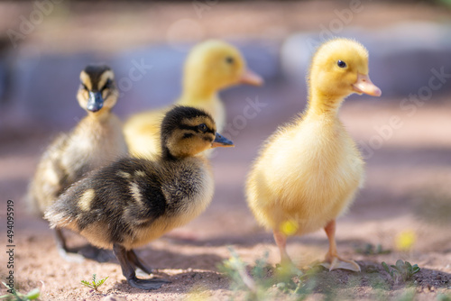 ducklings in the grass © Josh Segovia