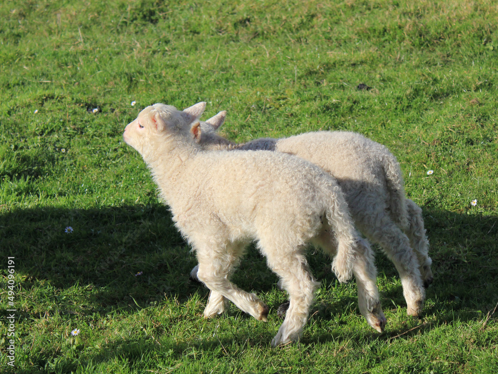 lambs walking together in the field lambs walking together in the field