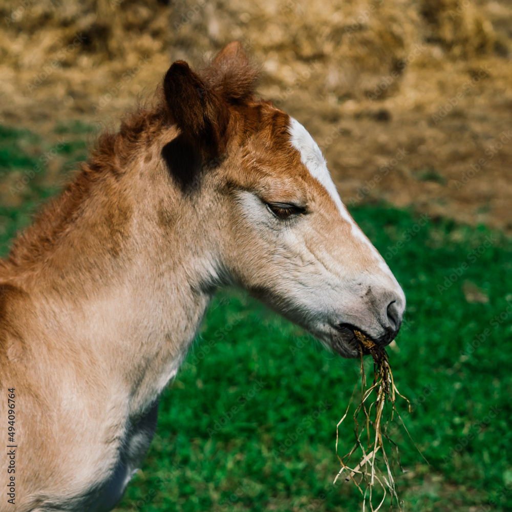 Horse mare and her very small foal on a farm Horse mare and her very small foal on a farm