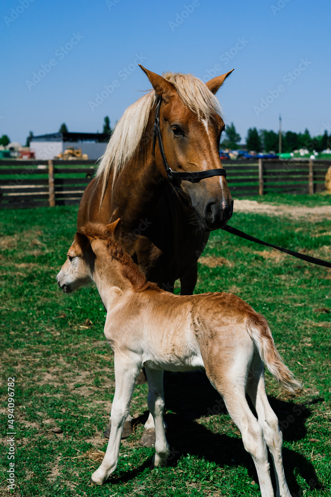 Obraz premium Horse mare and her very small foal on a farm