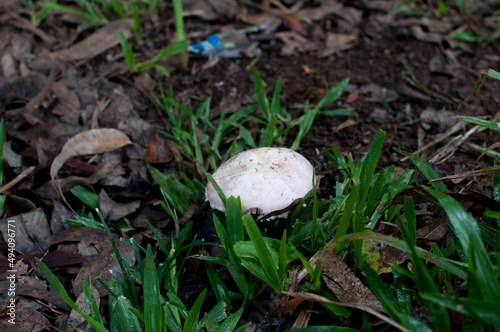 Photograph of a mushroom on grass on a rainy day 