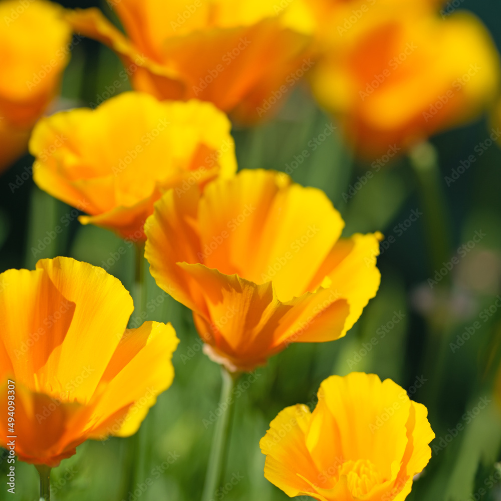 Orange blühender Kalifornischer Mohn, Eschscholzia californica Orange blühender Kalifornischer Mohn, Eschscholzia californica
