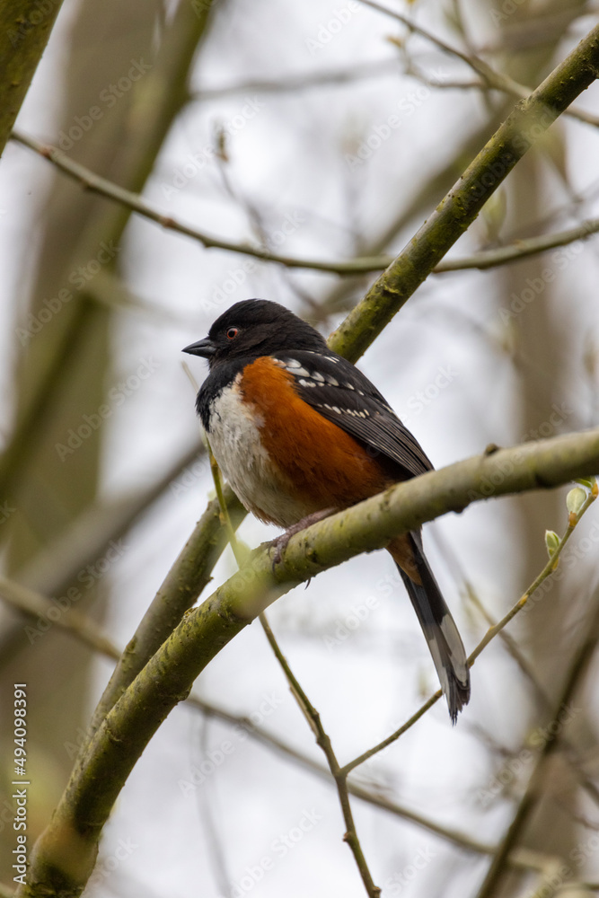 Spotted Towhee Spotted Towhee