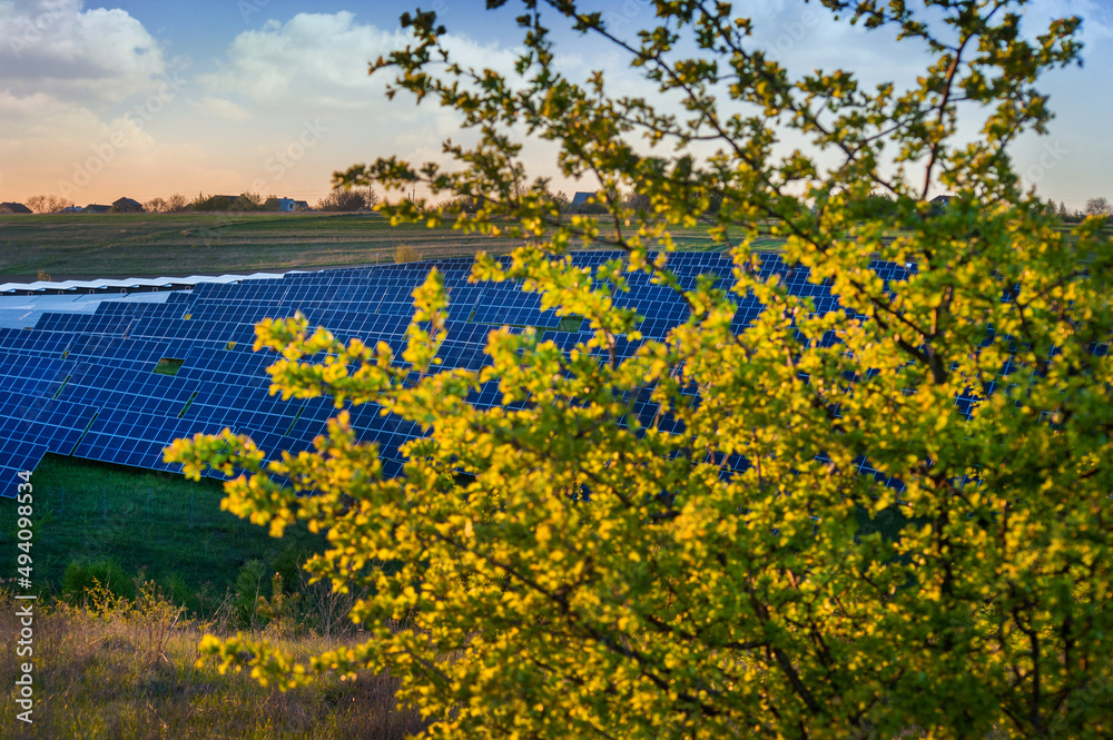 Fototapeta premium Spring tree and solar panel at warm light. Extraction of solar energy, green alternative.