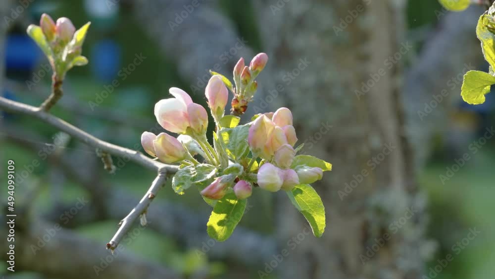 The blossoming flowers of the tree on the branches as seen on a closer look in Estonia The blossoming flowers of the tree on the branches as seen on a closer look in Estonia