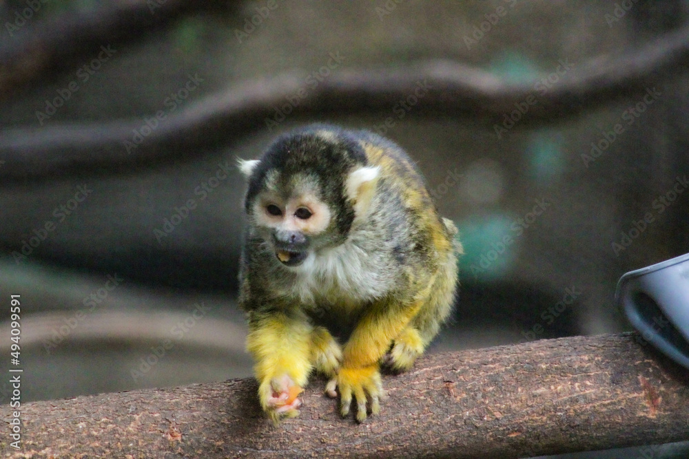Obraz premium monkey on tree branch